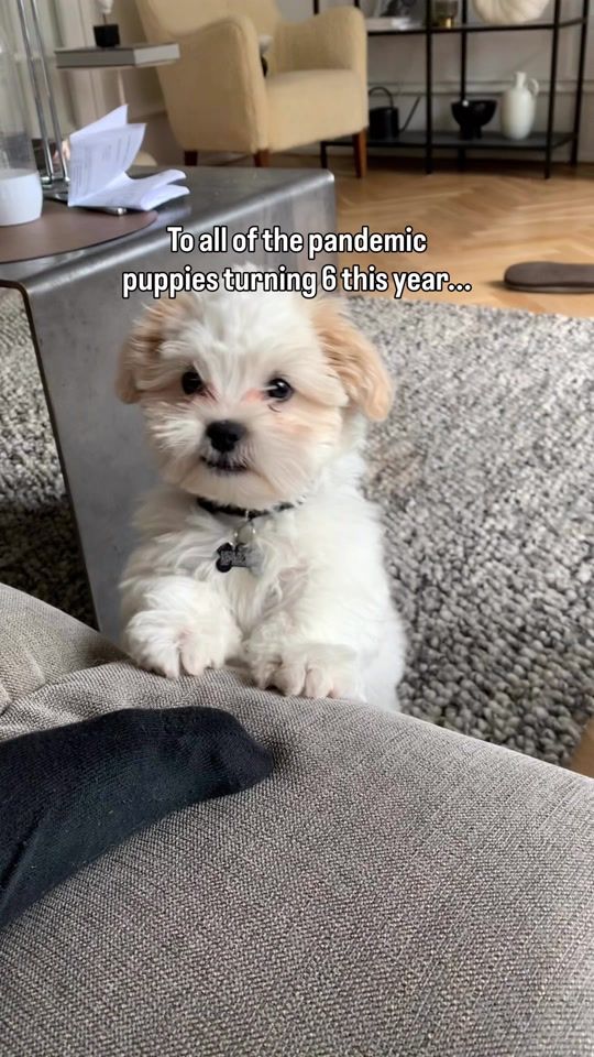 TikTok video thumbnail by ollithedoggi