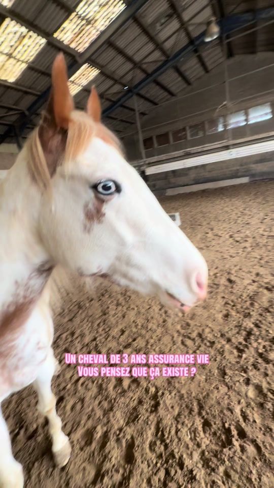 TikTok video thumbnail by laulauetsesponitos