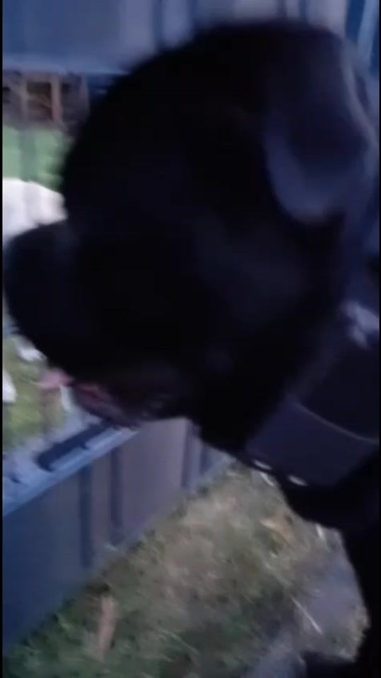 TikTok video thumbnail by beastdna