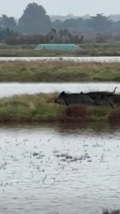 TikTok video thumbnail by il.cinghiale
