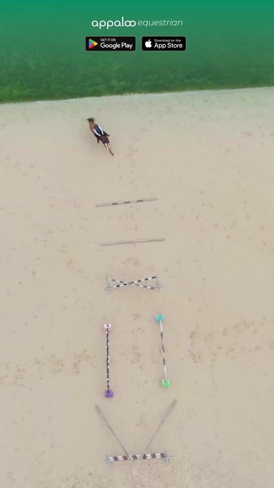 TikTok video thumbnail by appaloo_equestrian