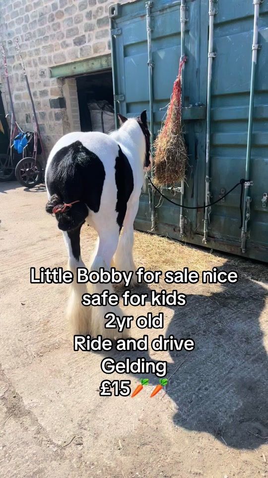 TikTok video thumbnail by kmhorsejogging