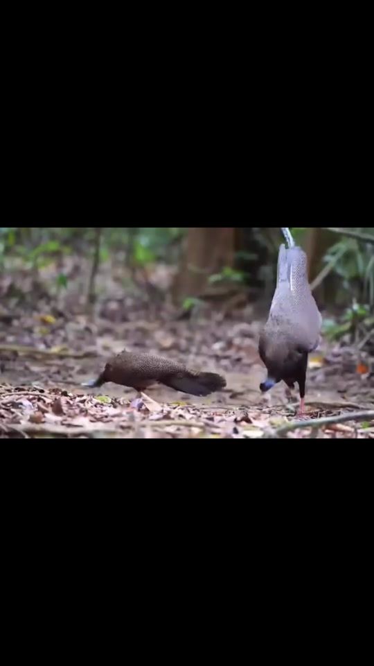 TikTok video thumbnail by bch.nh337