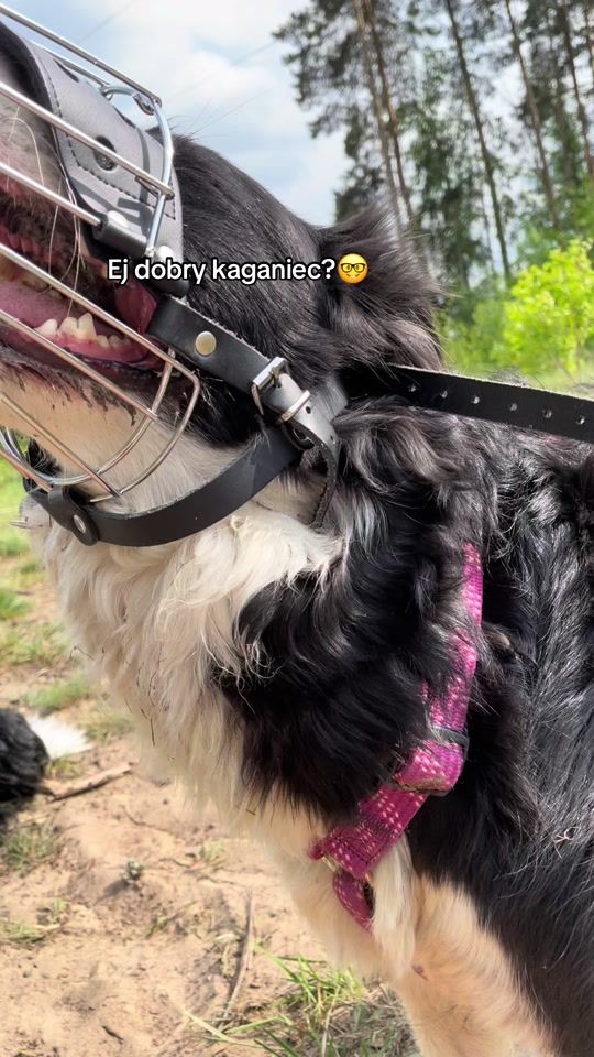 TikTok video thumbnail by bordercolliesduo