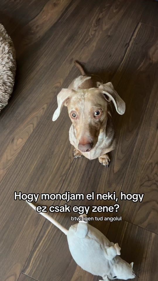 TikTok video thumbnail by jelly_thedaschund