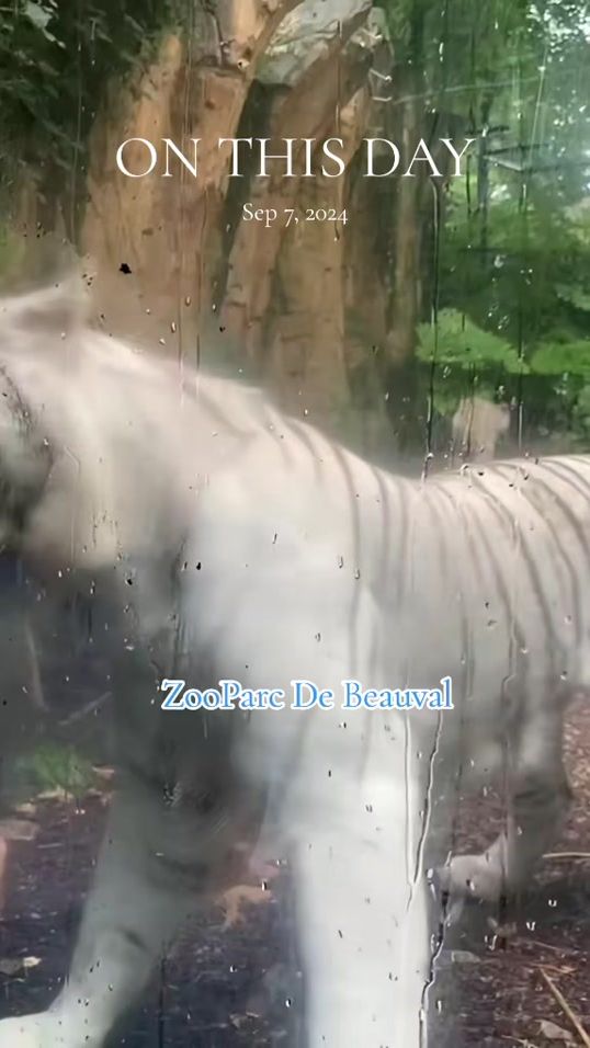 TikTok video thumbnail by evenetmakukule