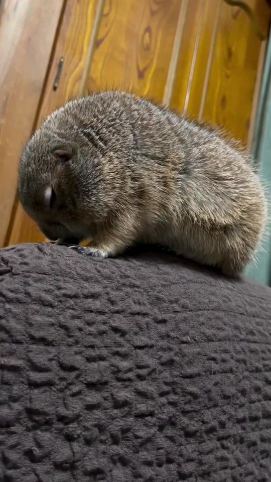 TikTok video thumbnail by prairiedog.enthusiast