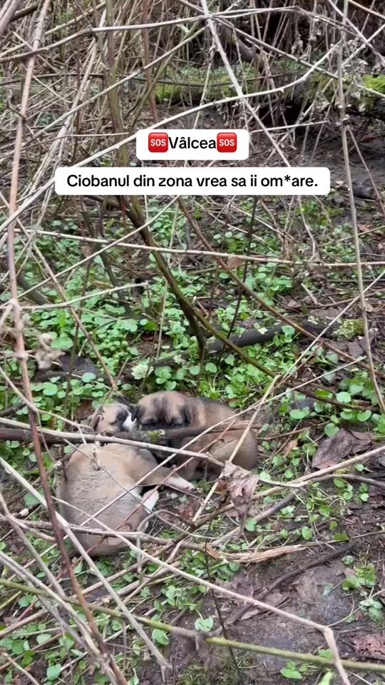 TikTok video thumbnail by maria.dumitrescue