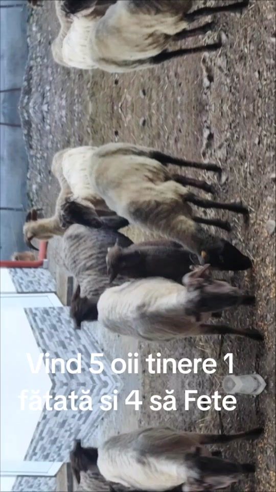 TikTok video thumbnail by nicusporea