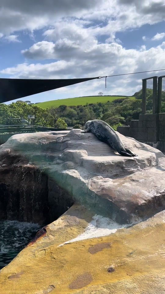 TikTok video thumbnail by cornishsealsanctuary