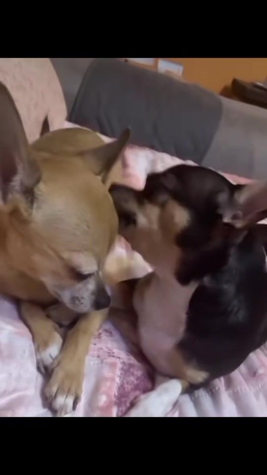 TikTok video thumbnail by rudyerocco
