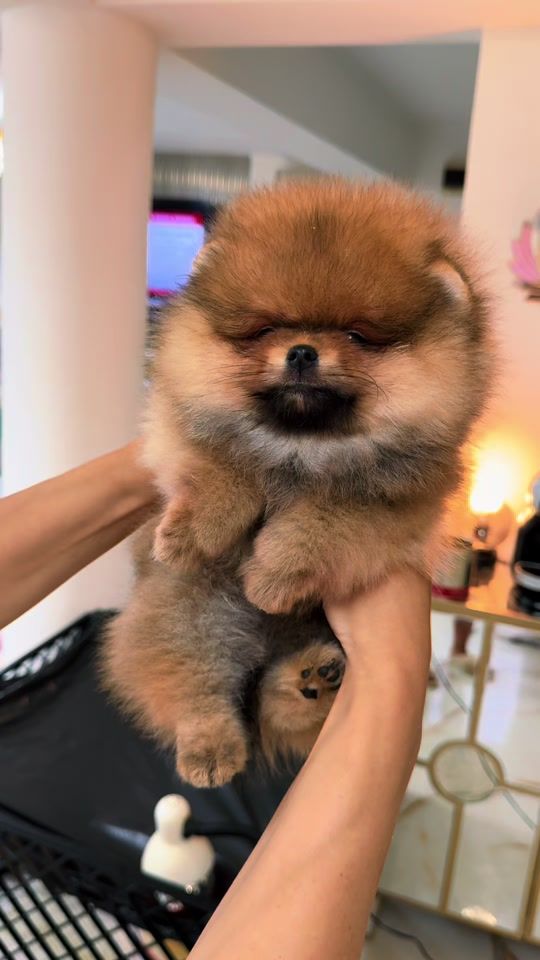 TikTok video thumbnail by pomeranian.glamour