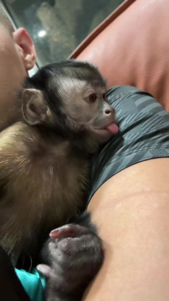 TikTok video thumbnail by tarzandzlive