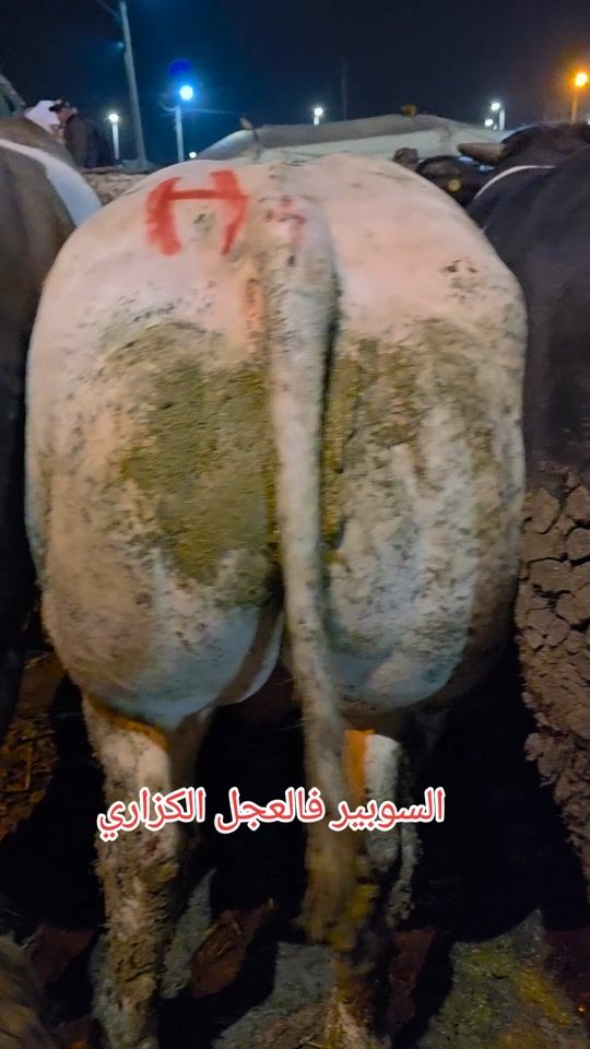 TikTok video thumbnail by omarelhaouaoui