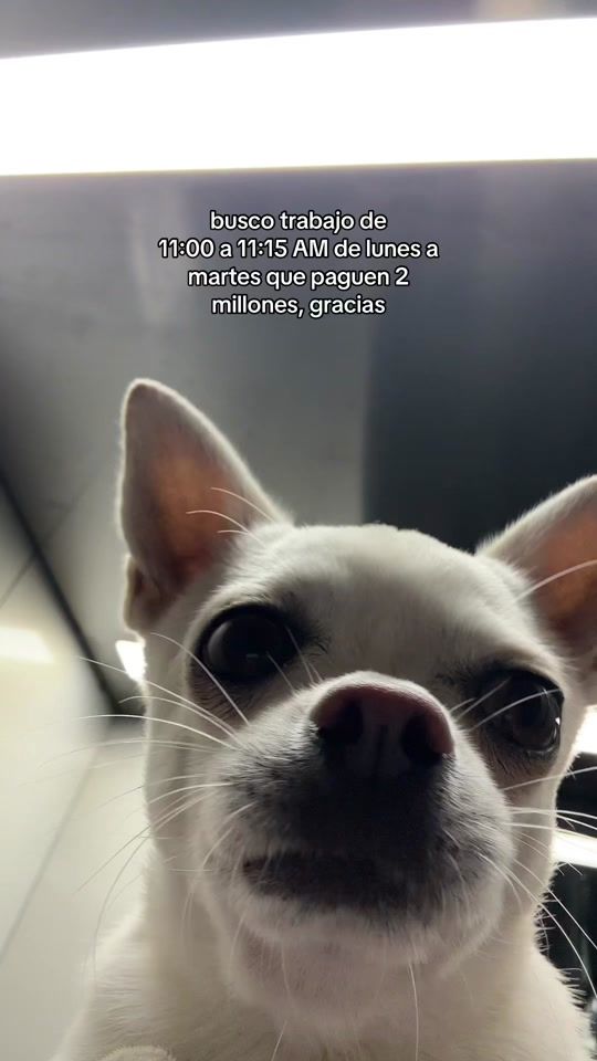 TikTok video thumbnail by stewie.ls