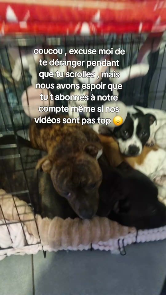 TikTok video thumbnail by teamstaffy