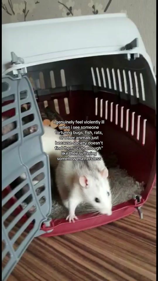 TikTok video thumbnail by _stargrll444