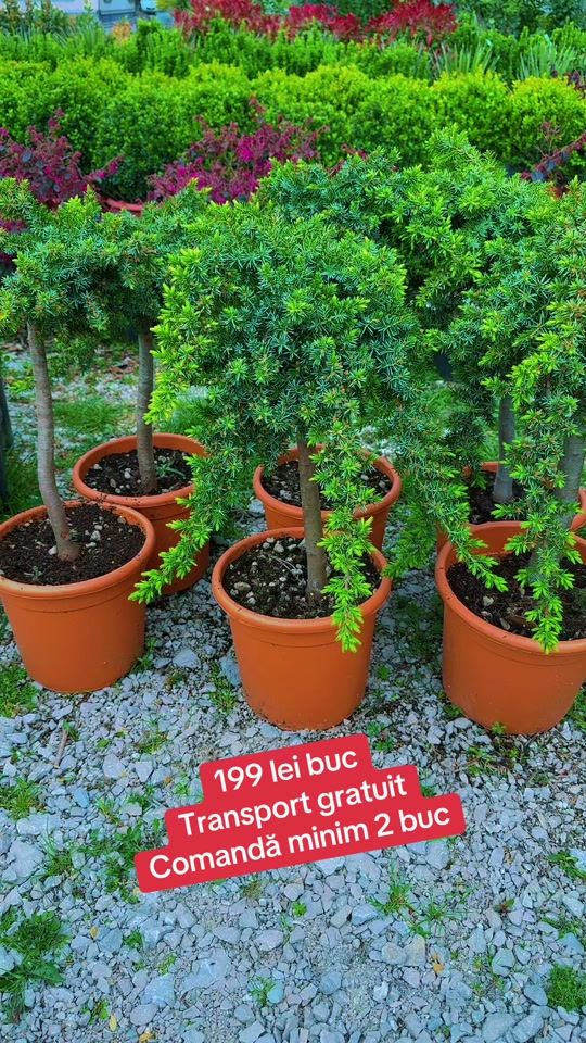 TikTok video thumbnail by coltul.tau.de.rai