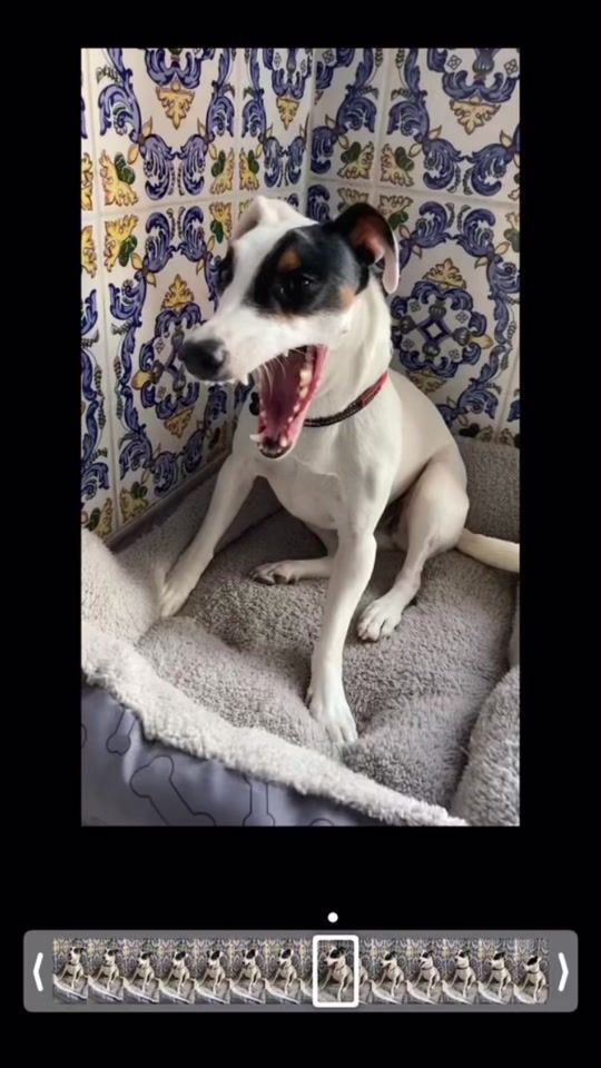 TikTok video thumbnail by nala_et_paco66