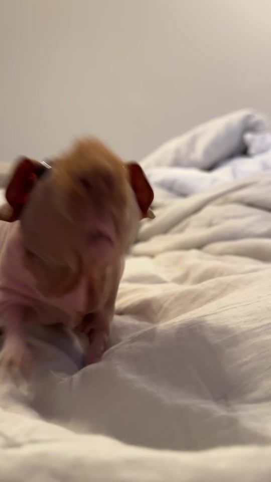 TikTok video thumbnail by xenaadora