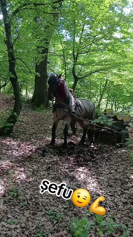 TikTok video thumbnail by laurentiuvasiu