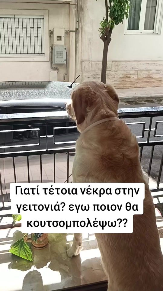 TikTok video thumbnail by nalathedog_1234