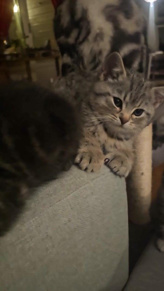 TikTok video thumbnail by nanawa1981