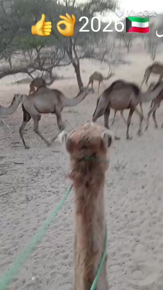 TikTok video thumbnail by abass.abagar