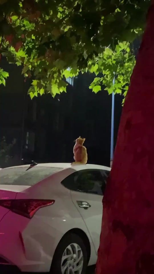 TikTok video thumbnail by vibe._with_rak
