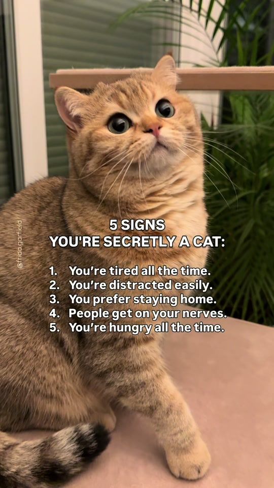 TikTok video thumbnail by frida.garfield