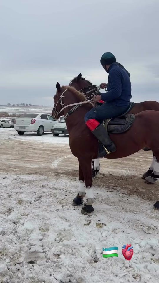 TikTok video thumbnail by mustafo_horses
