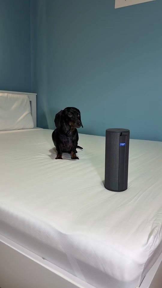 TikTok video thumbnail by pajti_the_dachshund