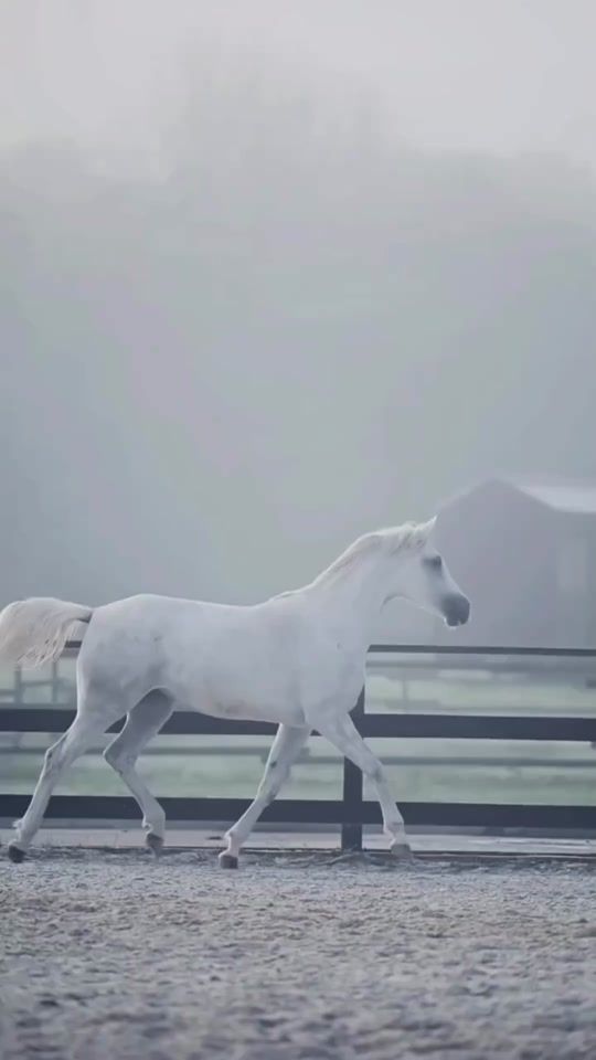 TikTok video thumbnail by davie.john8