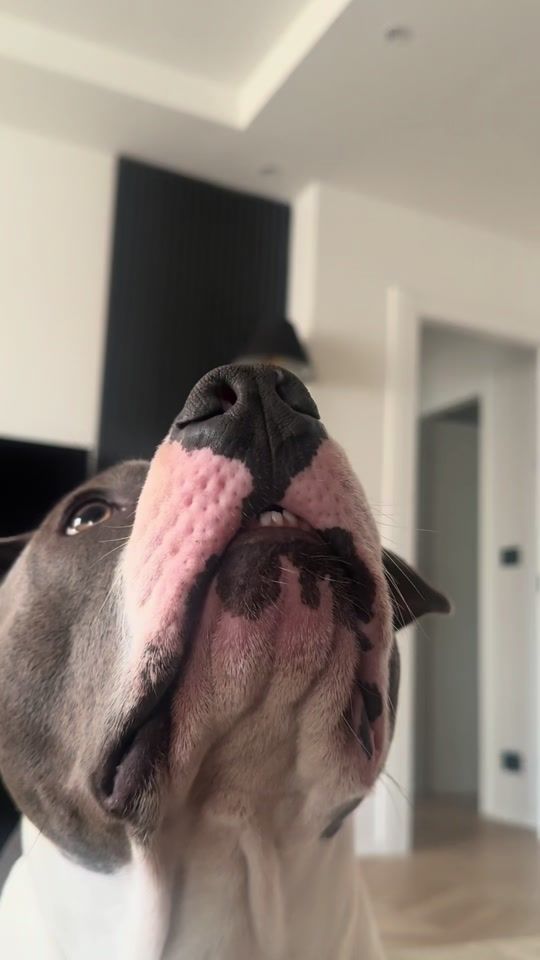 TikTok video thumbnail by tyson_superpit