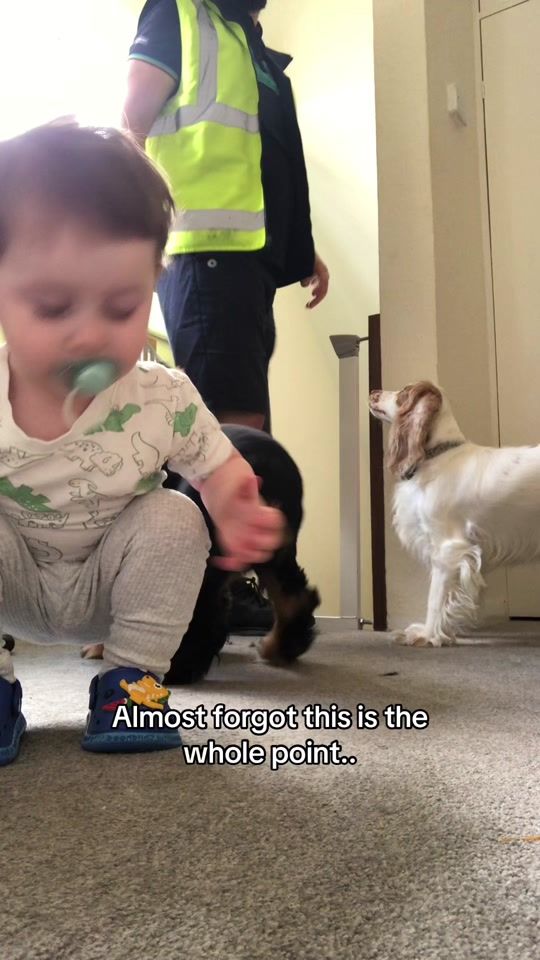 TikTok video thumbnail by thatdadwithabeard