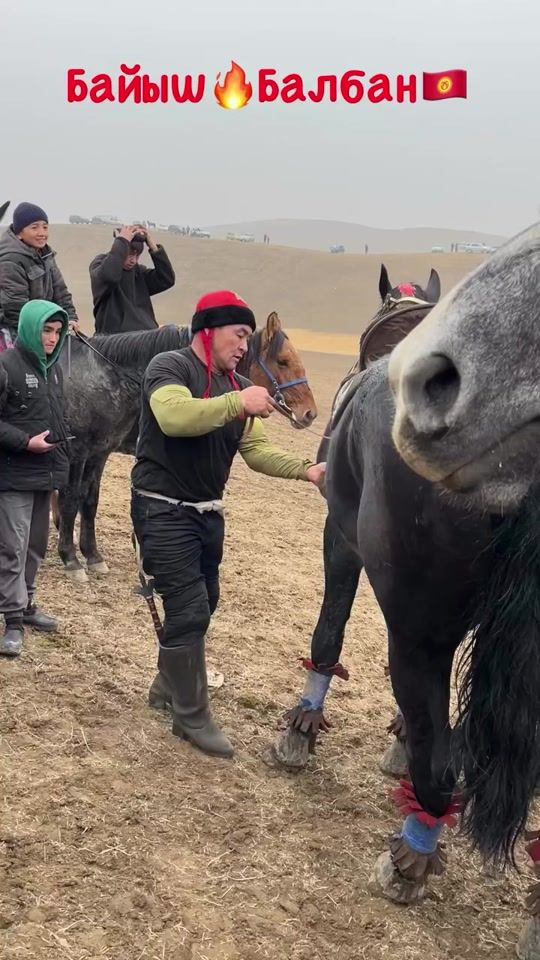 TikTok video thumbnail by mustafo_horses