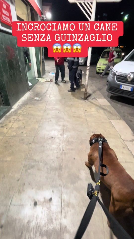 TikTok video thumbnail by ice.american.bully