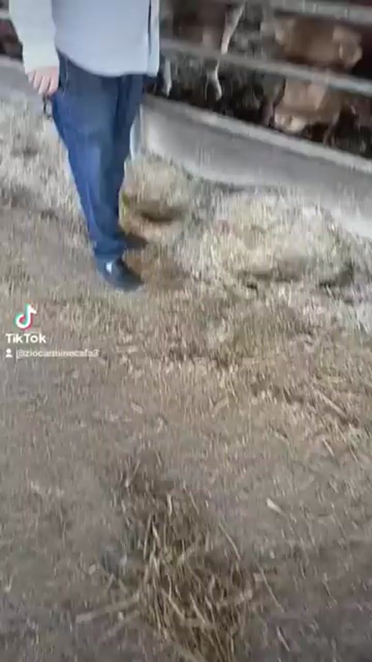 TikTok video thumbnail by carmine.caf
