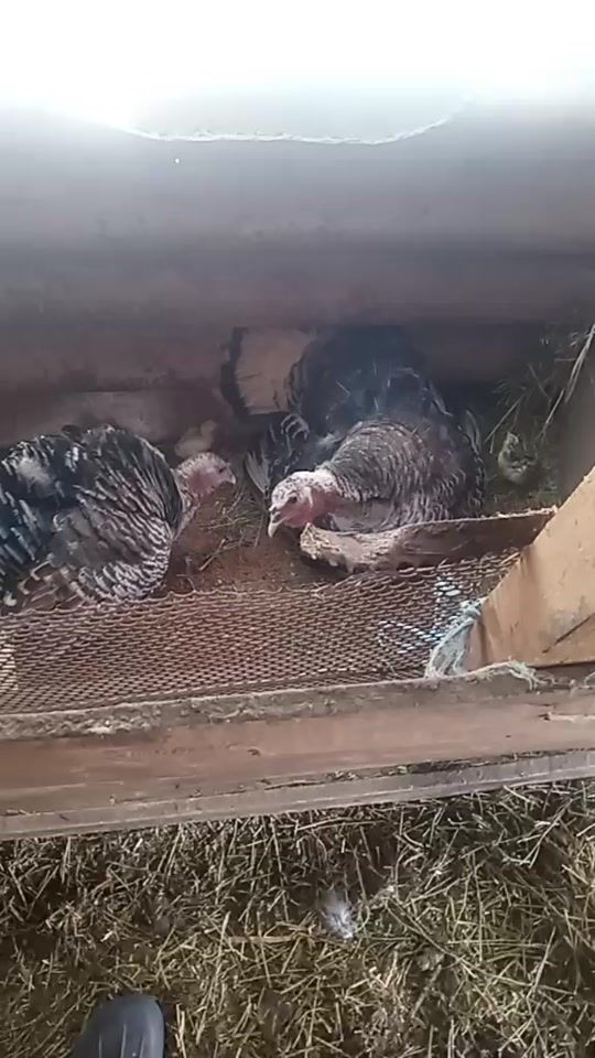 TikTok video thumbnail by magheru69