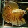 goldenaquahub