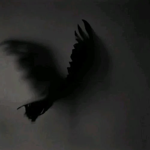 @shadow_7qu