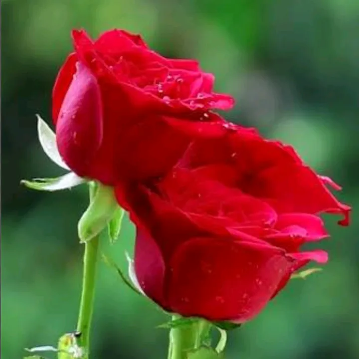 waheguruji.tu.he.t