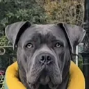 @khaleesicanecorso