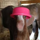 @boycervix
