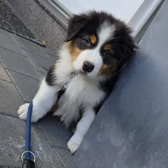 .vito4