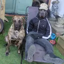 @mist_the_canecorso