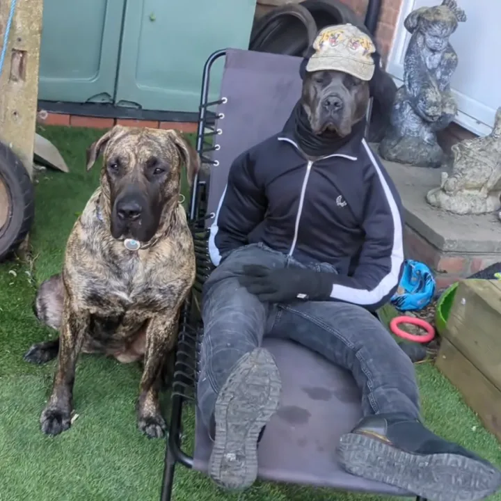 @mist_the_canecorso