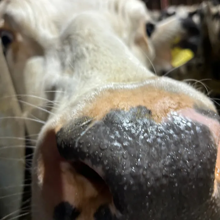 @moovingtheherd