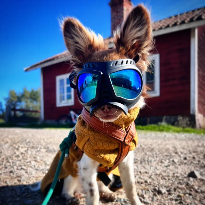 @morrisminidog