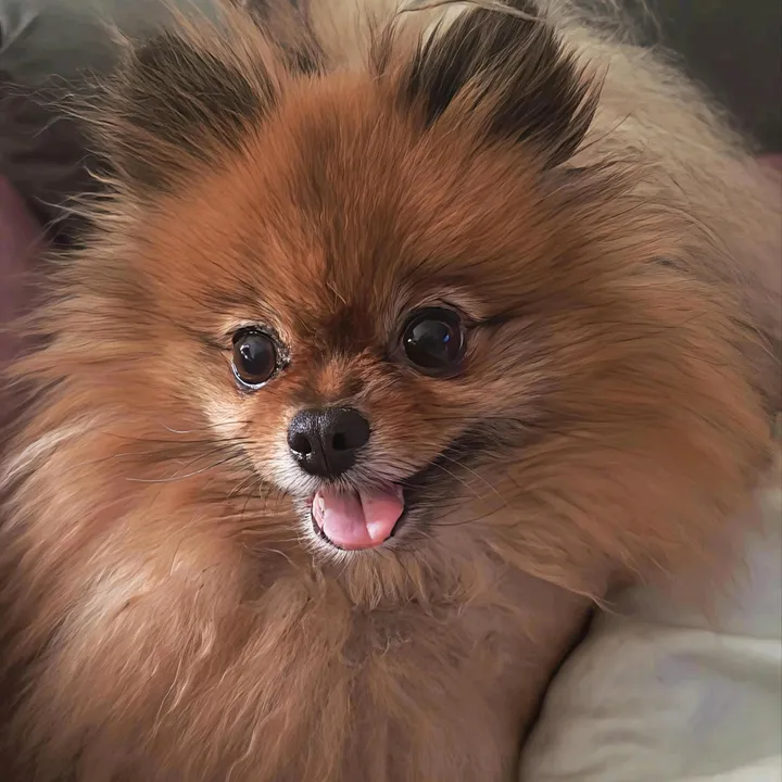 @pomeranian_love21
